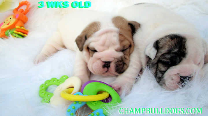 English bulldog photos